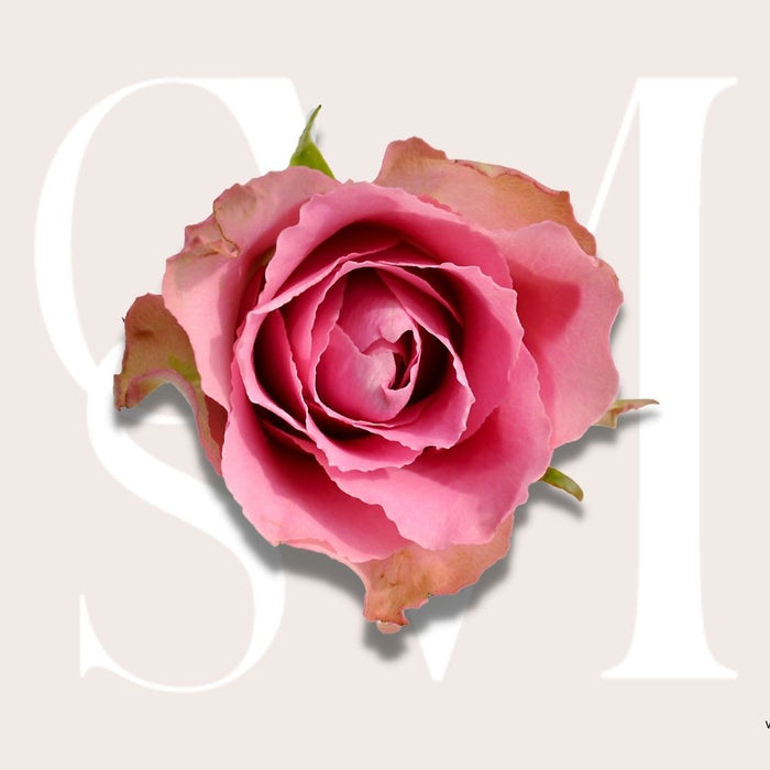 CSM Ingredient Highlight: Rosewater