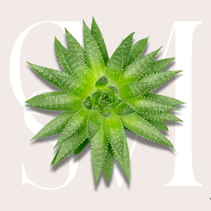 Ingredient Highlight: Aloe Vera [Benefits on Skin]